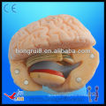 Advanced life size PVC brain anatomy model high quality human cerebrum